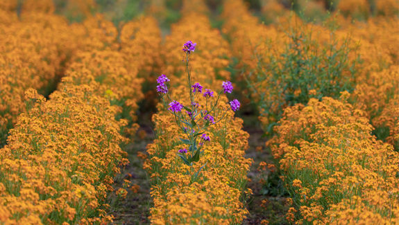 Orange flowers