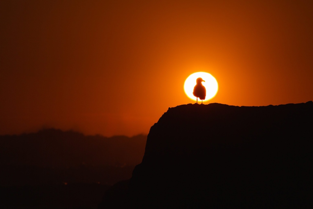 Sunset+Bird Silhouette of a bird on a rock with the sun setting behind it, symbolizing perspective and renewal.